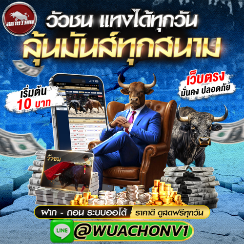 วัวชนสด สหายวัวชน