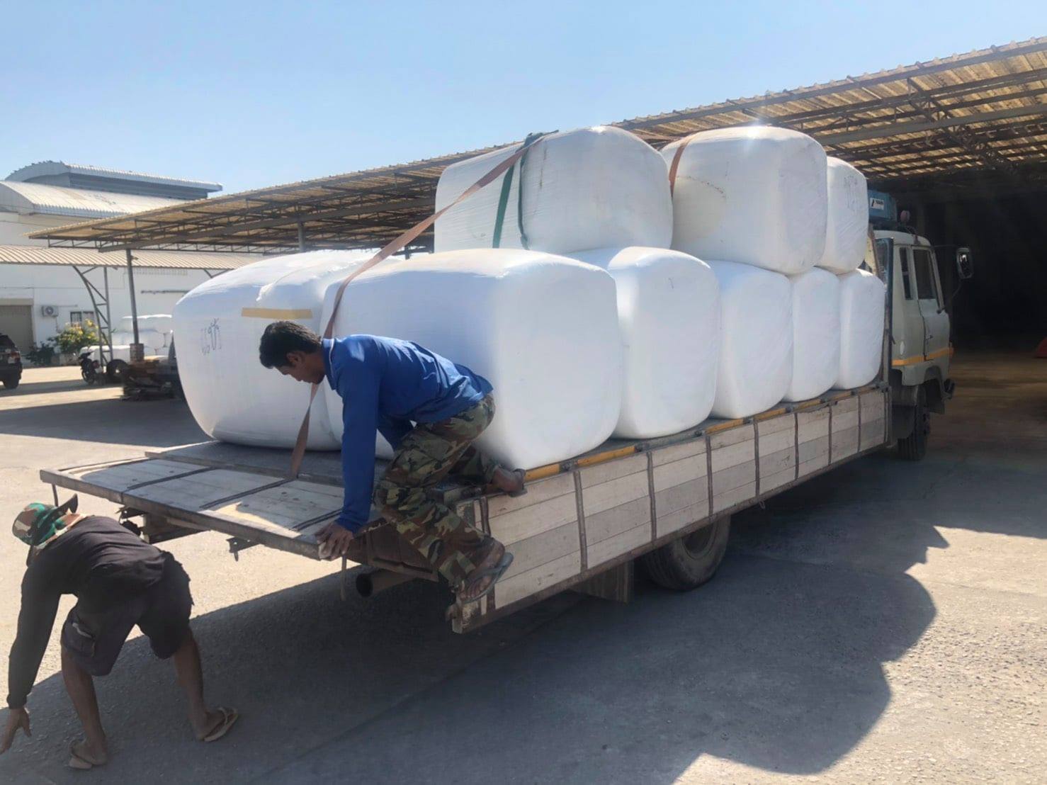 วัวกินอาหาร