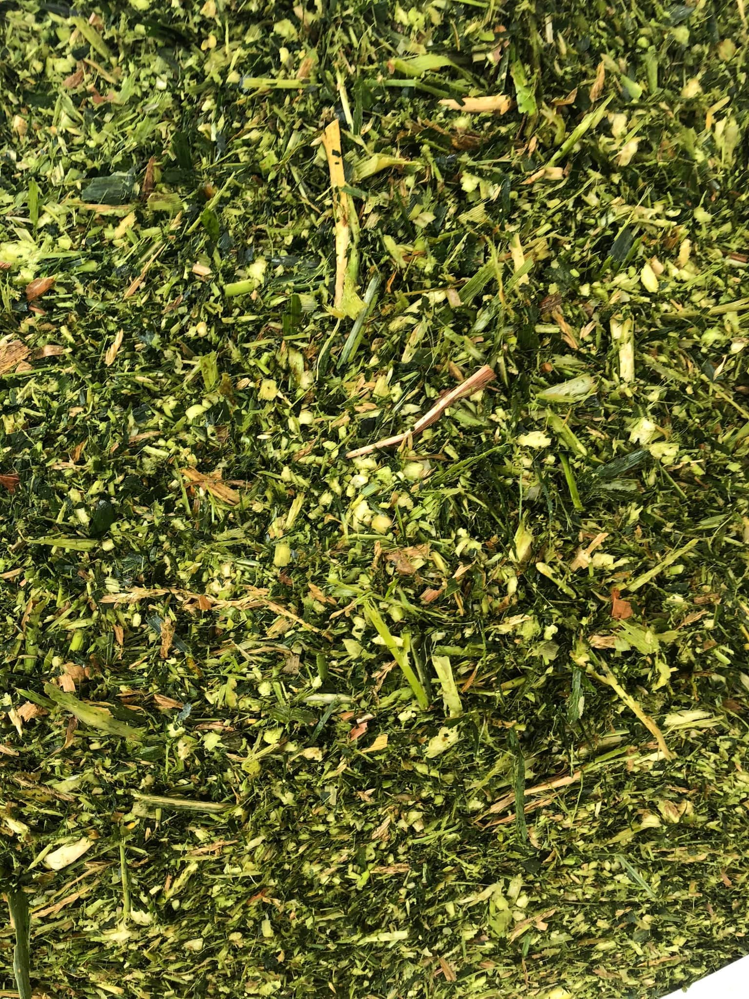 ต้นข้าวโพดหมัก