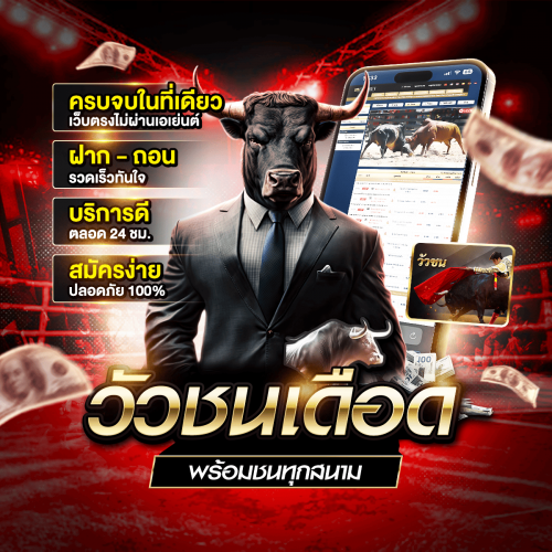 วัวชนสด