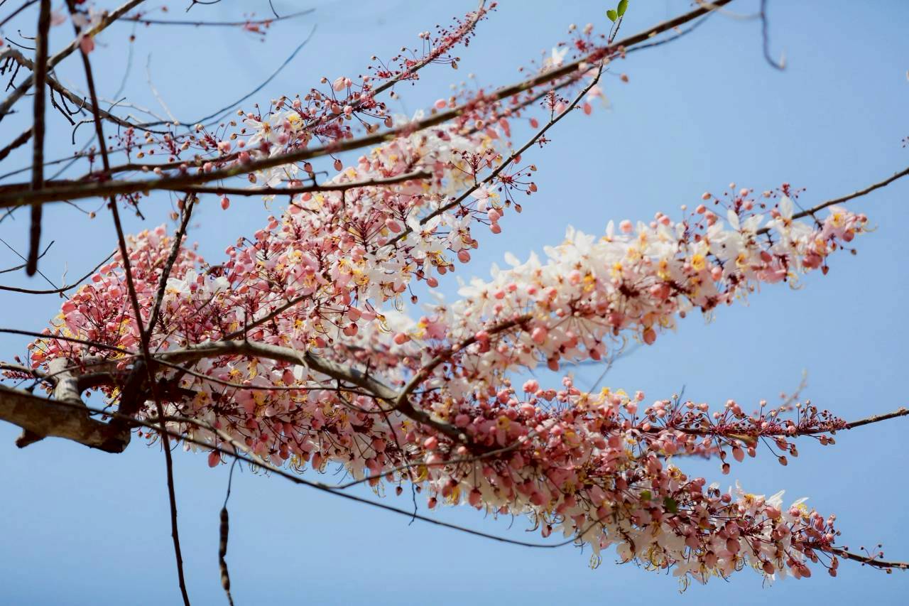 LINE ALBUM 2422026 260224 2