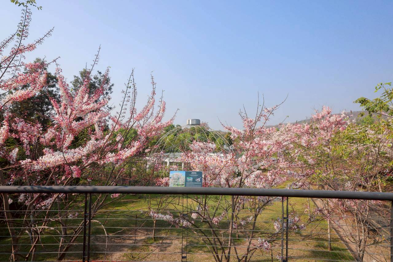 LINE ALBUM 2422026 260224 20