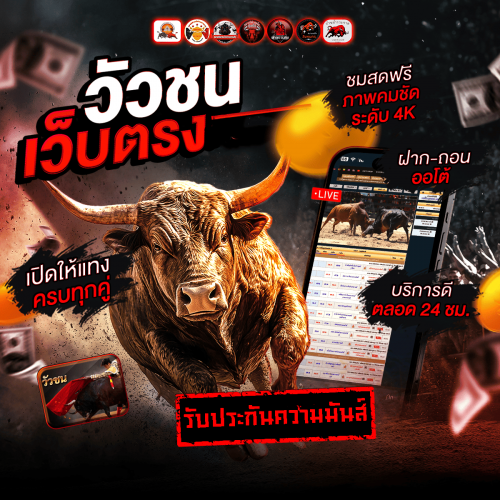 ถ่ายทอดสดวัวชน