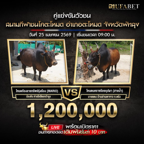 วัวชน