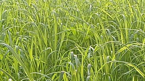 20250802_063656_resize.jpg