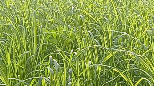 20250802_063659_resize.jpg