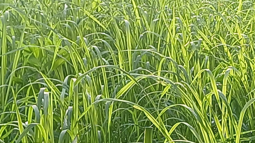 20250802_063708_resize.jpg