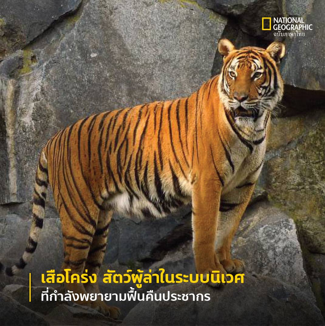 เสือโคร่งอินโดจีน