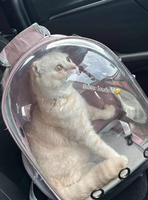 458551318 122127104348377399 4269992733622274284 n