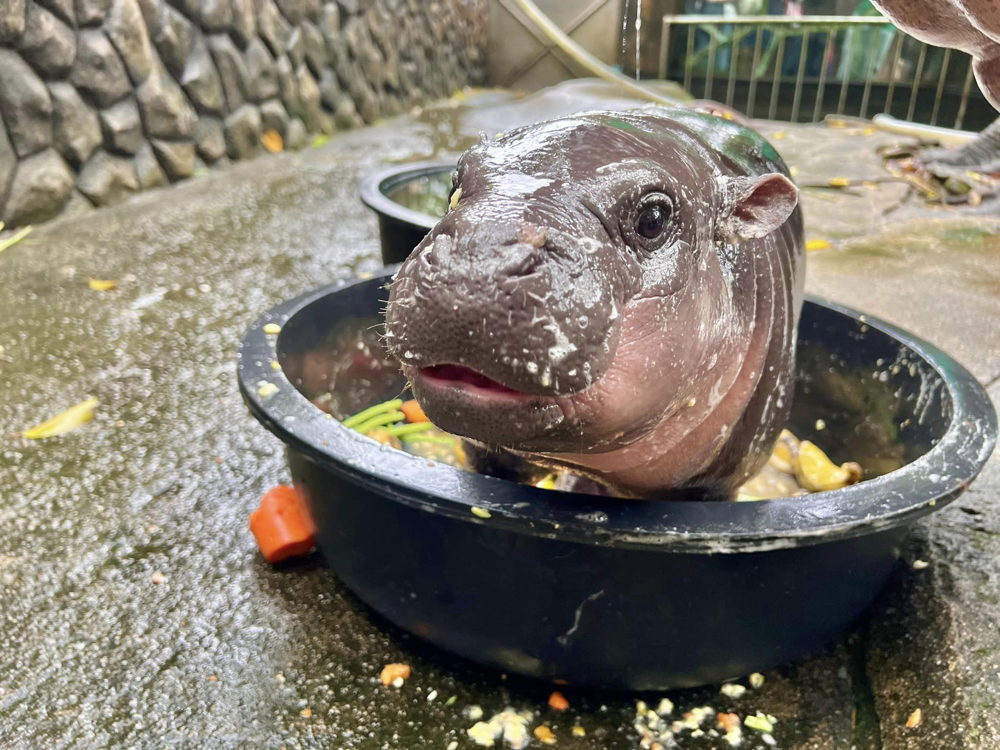 459475001 827694499541058 278703065486179097 n