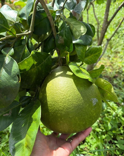 481196827 18491940865007490 5129658185338362391 n