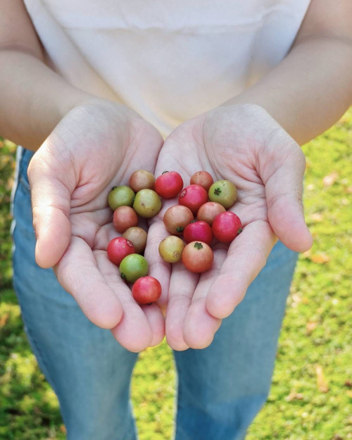 483608541 17981205998812615 2614048248609934070 n