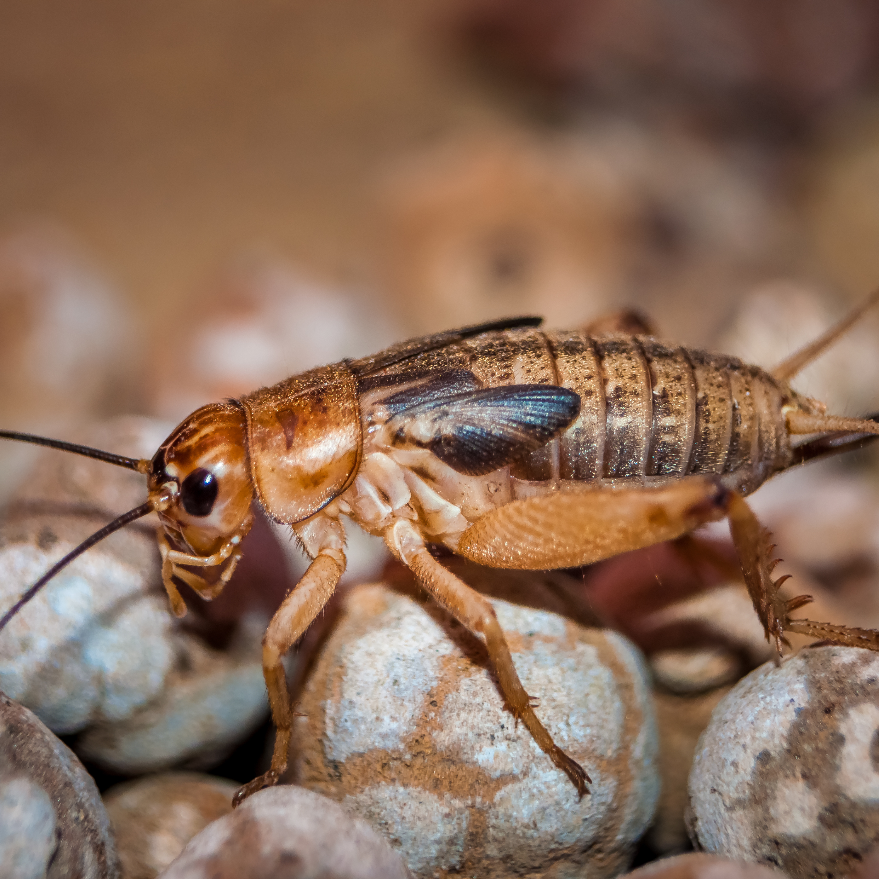 จิ้งโกร่ง