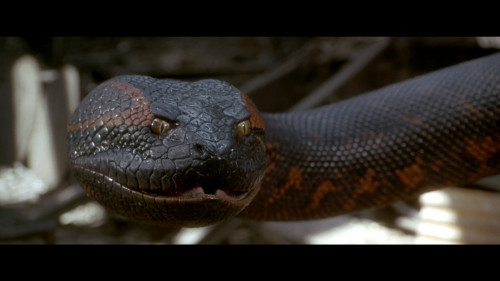 Anaconda.1997.1080p.AMZN.WEB-DL.DDP5.1.HEVC.H265Argon-.mkv_snapshot_01.18.01.841.jpg