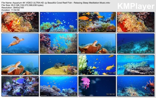 Aquarium-4K-VIDEO-ULTRA-HD--Beautiful-Coral-Reef-Fish---Relaxing-Sleep-Meditation-Music.mkv_thumbs_2024.09.09_09.10.06.jpg
