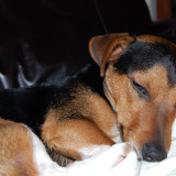 Black_and_tan_Jack_Russell