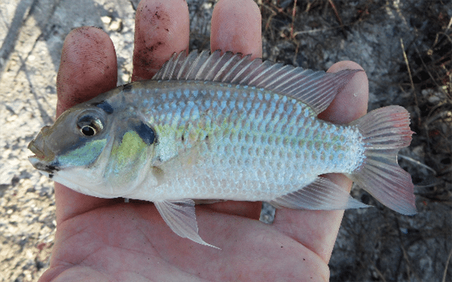 Blackchin tilapia