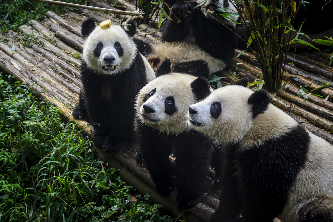 Chengdu-Research-Base-of-Giant-Panda-Breeding.jpeg