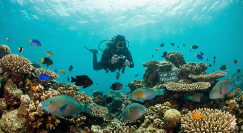 จองทริปไปดำน้ำลึกเกาะเต่าแล้ว แต่อยากได้ภาพสวย ๆ ทำอย่างไรดี?