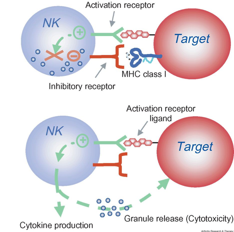 กลไกลการทำงานของ nk cell