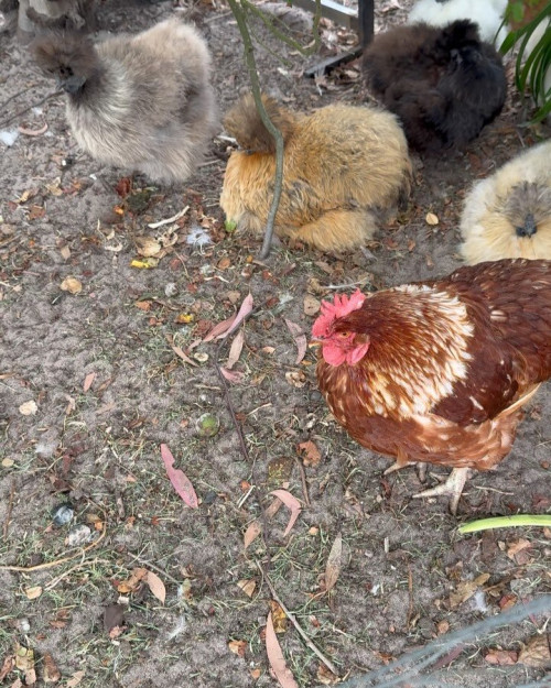 SaveClip App 471724394 1141046907591419 8010068530993514999 n