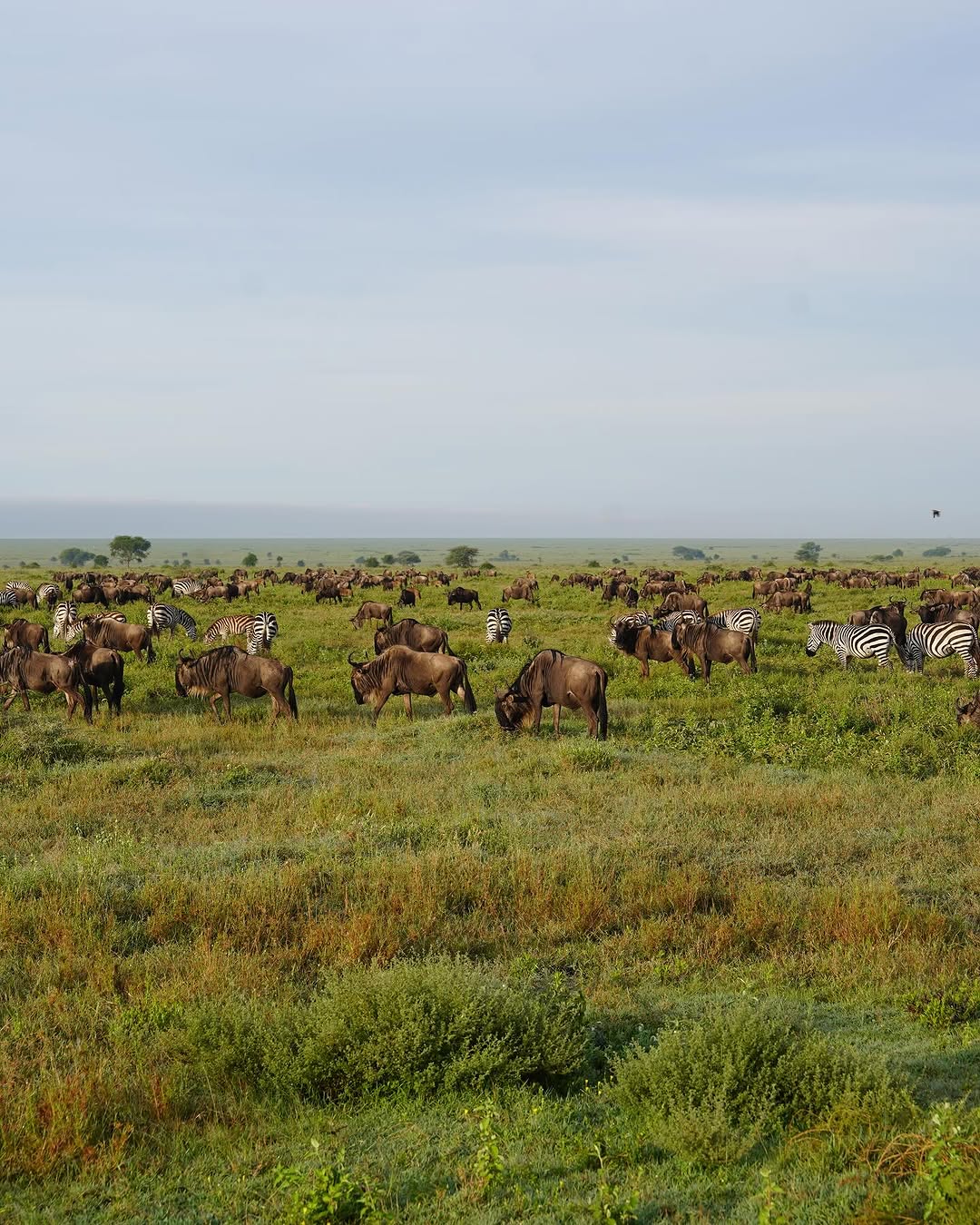 SaveClip App 486641008 18497903191010327 6225756957690387766 n