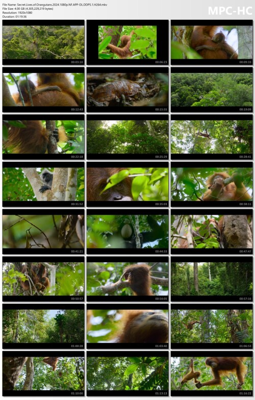 Secret.Lives.of.Orangutans.2024.1080p.NF.APP-DL.DDP5.1.H264.mkv_thumbs.jpg