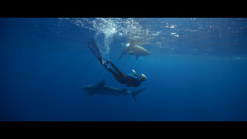 Shark.Whisperer.2025.1080p.NF.WEB-DL.DDP5.1.H.264-.mkv_snapshot_00.21.37.485.jpg