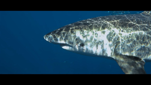 Shark.Whisperer.2025.1080p.NF.WEB-DL.DDP5.1.H.264-.mkv_snapshot_00.55.57.944.jpg