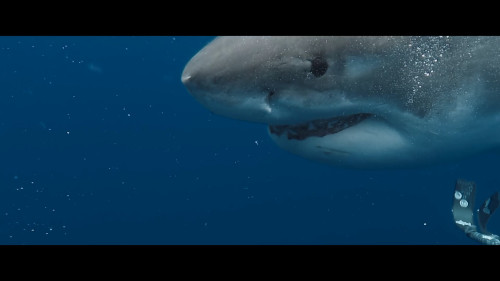 Shark.Whisperer.2025.1080p.NF.WEB-DL.DDP5.1.H.264-.mkv_snapshot_01.15.54.638.jpg
