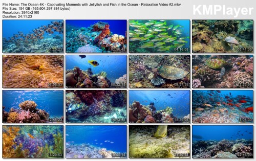 The-Ocean-4K---Captivating-Moments-with-Jellyfish-and-Fish-in-the-Ocean---Relaxation-Video-2.mkv_thumbs_2024.09.09_22.49.04.jpg