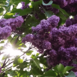 c1b980f673bd11ef43de5a9554666acd