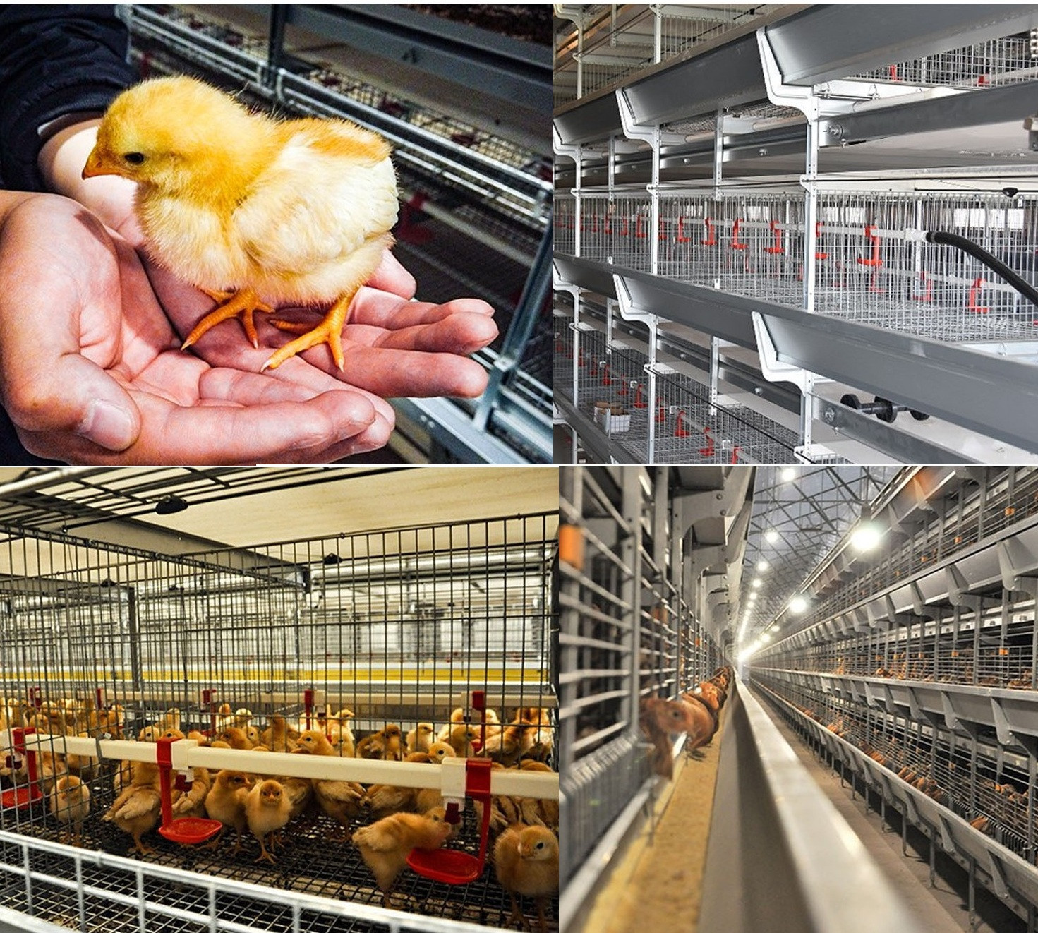 chicken