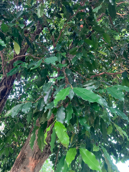 da62616e 6a97 4c2f b0ca 2ee9f726d465