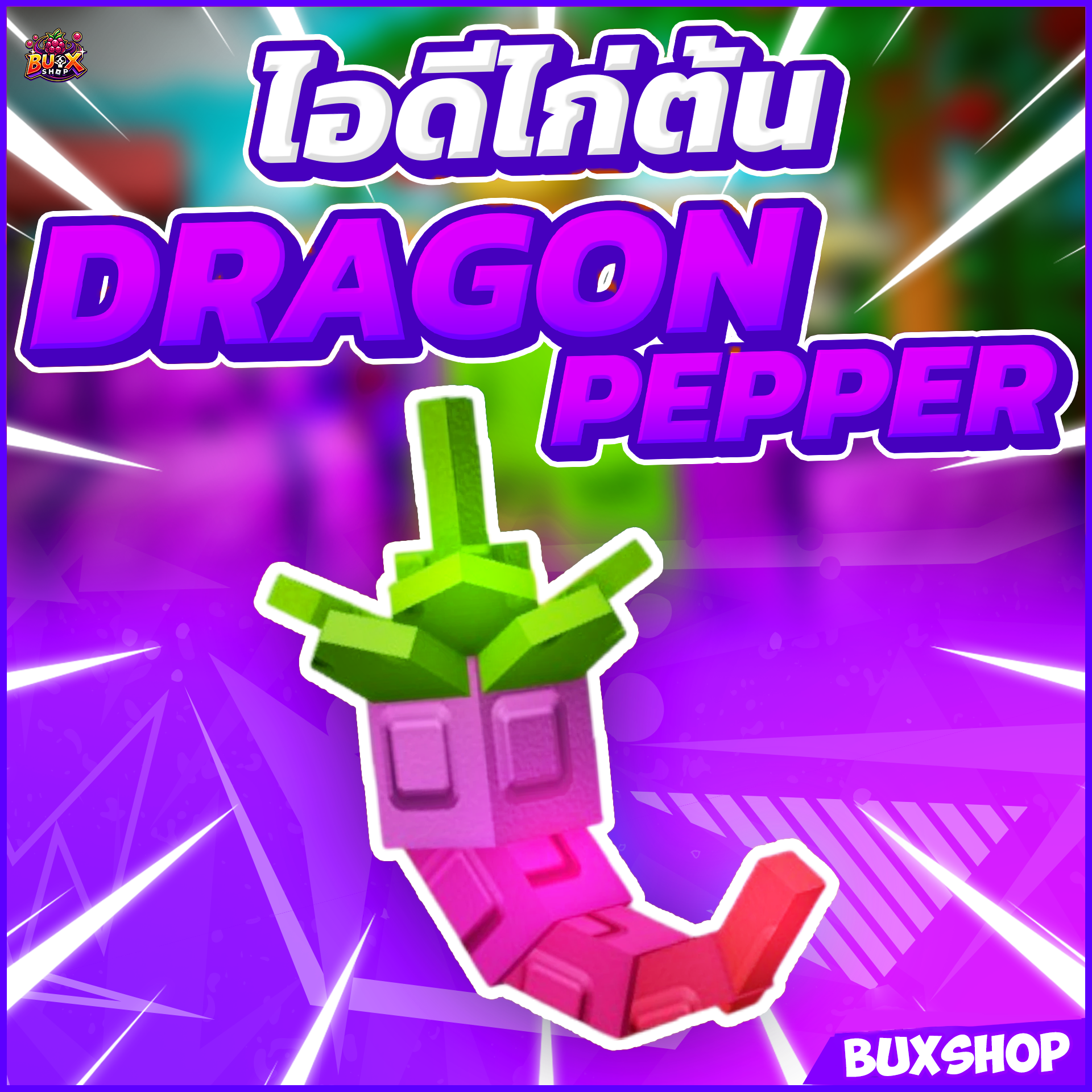 ไก่ตัน Dragon Pepper Seed 🌶️