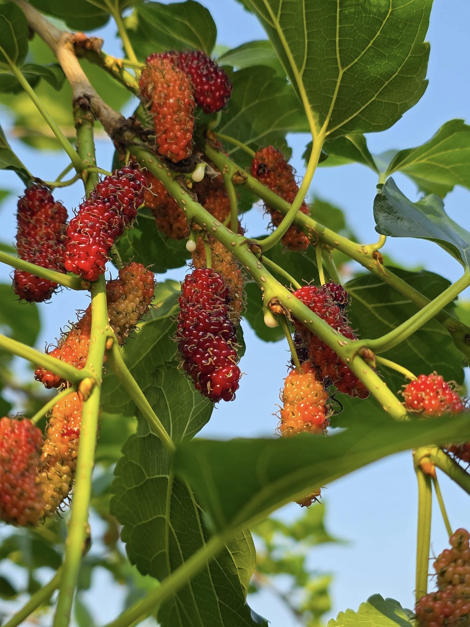 gal 9760966 20250311063025 532d438