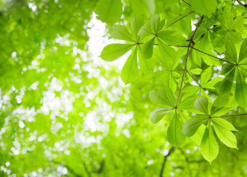 green chestnut leaves (1)