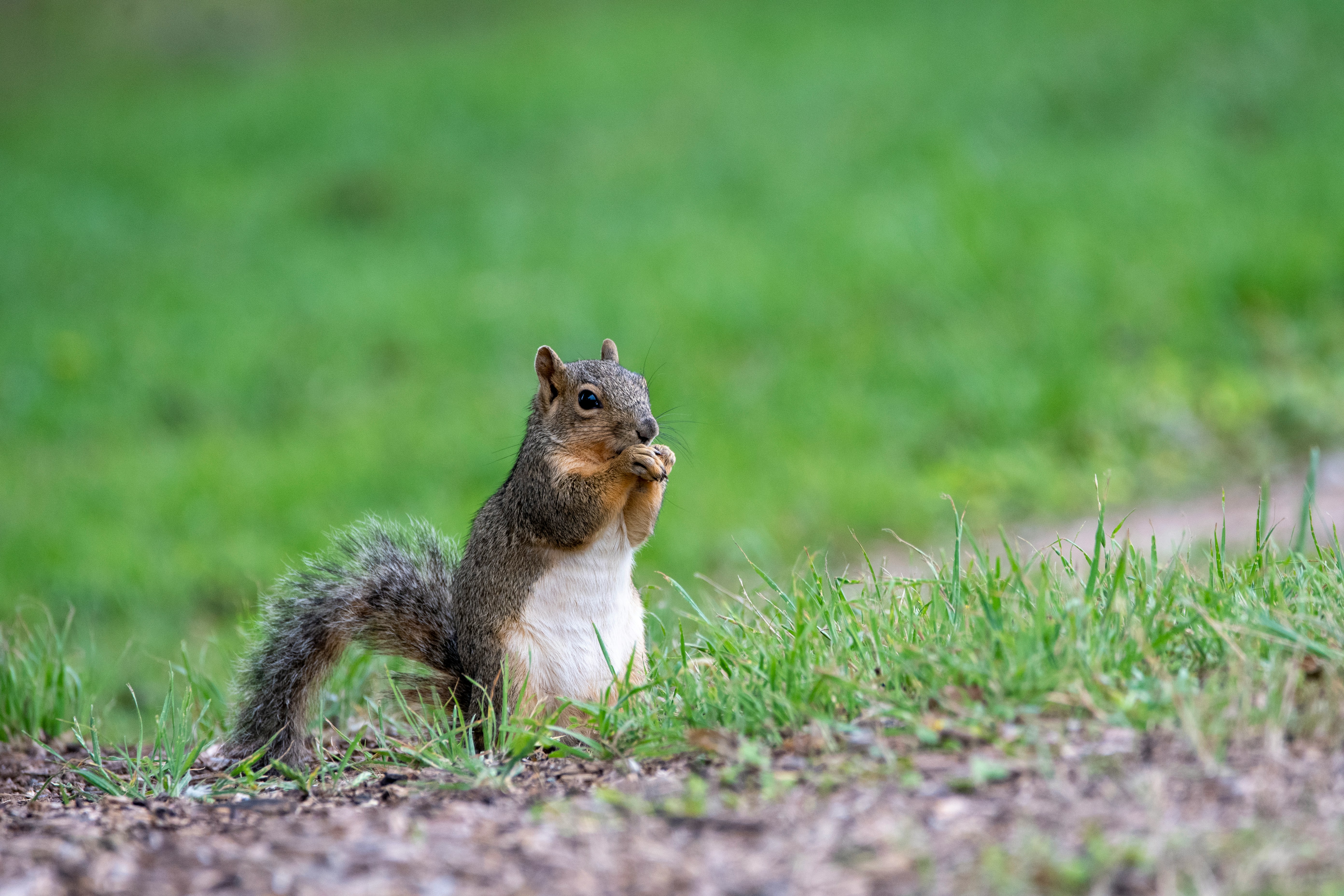 Squirel